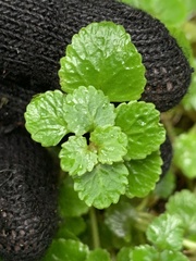 Chrysosplenium glechomifolium