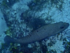 Cephalopholis cruentata