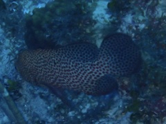 Cephalopholis cruentata