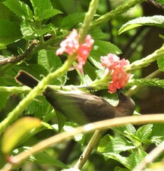 Myzomela obscura