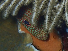 Cephalopholis cruentata