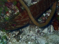 Cephalopholis cruentata