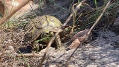 Homopus areolatus