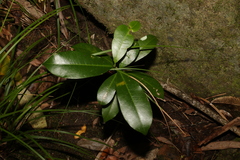 Baloghia inophylla