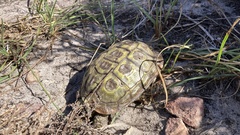 Homopus areolatus