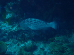 Mycteroperca bonaci