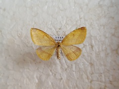 Heterolocha