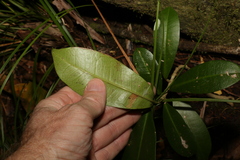 Baloghia inophylla