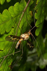 Leptotarsus lunatus