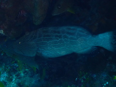 Mycteroperca bonaci