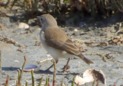 Epthianura albifrons