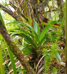 Angraecum striatum