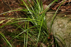 Carex breviculmis