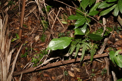 Neolitsea dealbata
