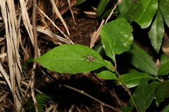 Neolitsea dealbata