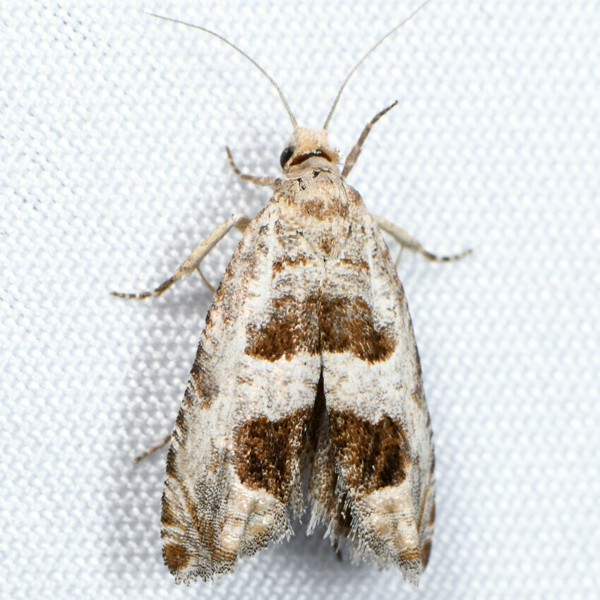 Eucosma apacheana
