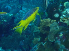 Bodianus rufus