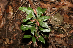 Heritiera trifoliolata