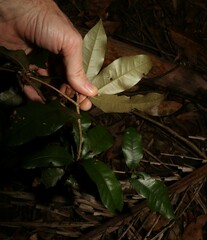 Heritiera trifoliolata