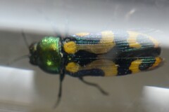 Castiarina flavopicta