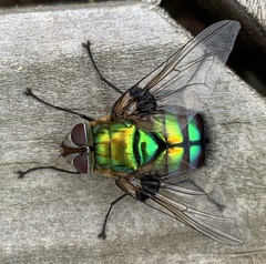 Rutilia