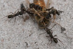 Rhytidoponera tasmaniensis