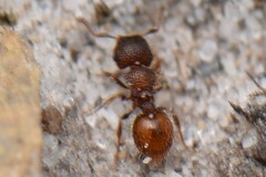 Meranoplus