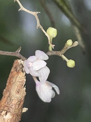 Sarcochilus hillii
