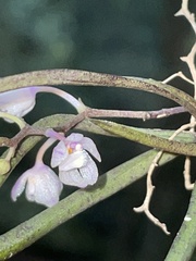 Sarcochilus hillii