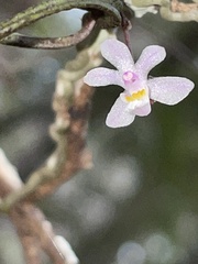 Sarcochilus hillii