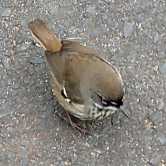 Sericornis maculatus