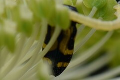Castiarina flavopicta