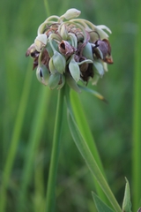 Tradescantia ohiensis