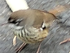 Sericornis maculatus