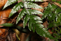 Lastreopsis marginans