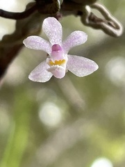 Sarcochilus hillii