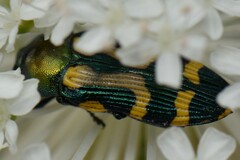 Castiarina flavopicta
