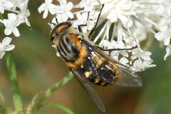 Scaptia auriflua