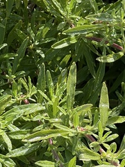 Salvia mellifera