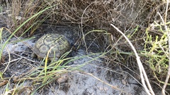 Homopus areolatus