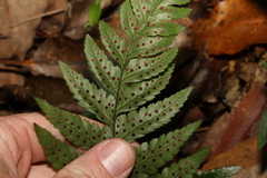 Lastreopsis marginans