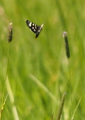 Phalaenoides tristifica