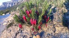 Erica plukenetii