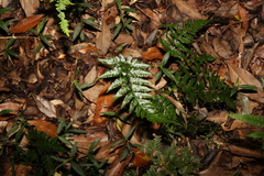 Lastreopsis marginans