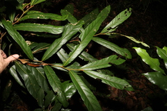 Cryptocarya obovata