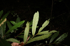 Cryptocarya obovata