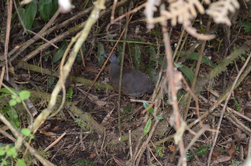 Hooded Tinamou (Nothocercus nigrocapillus), photo 2