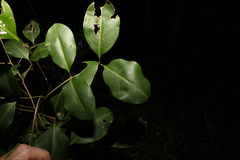 Mischocarpus anodontus