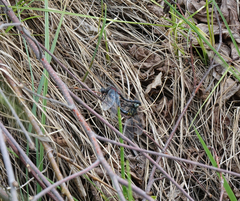 Leucorrhinia orientalis