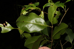 Mischocarpus anodontus